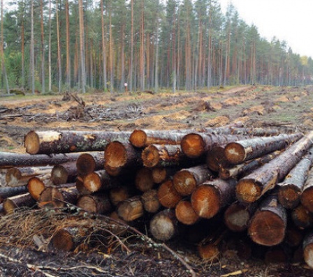 За незаконный вывоз леса ввели уголовную ответственность